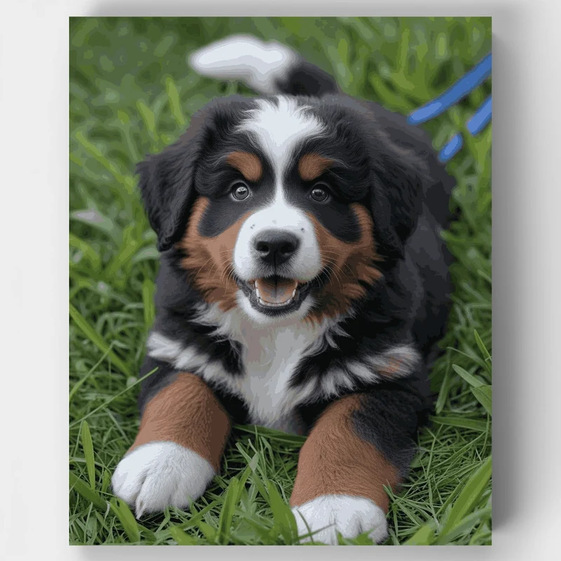 Cheerful Bernese Mountain Dog Puppy in Grass - Paint by Numbers Kit