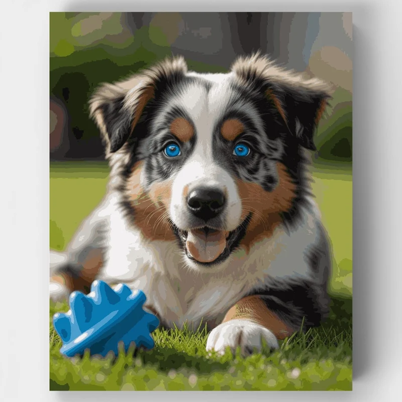 Playful Australian Shepherd Puppy - Paint by Numbers Kit