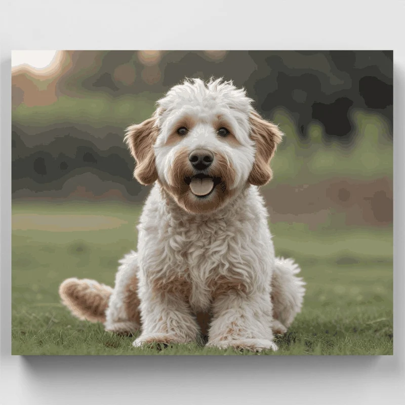 Happy Labradoodle Portrait - Paint by Numbers Kit