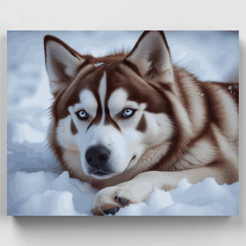 Husky in Snow - Paint by Numbers Kit