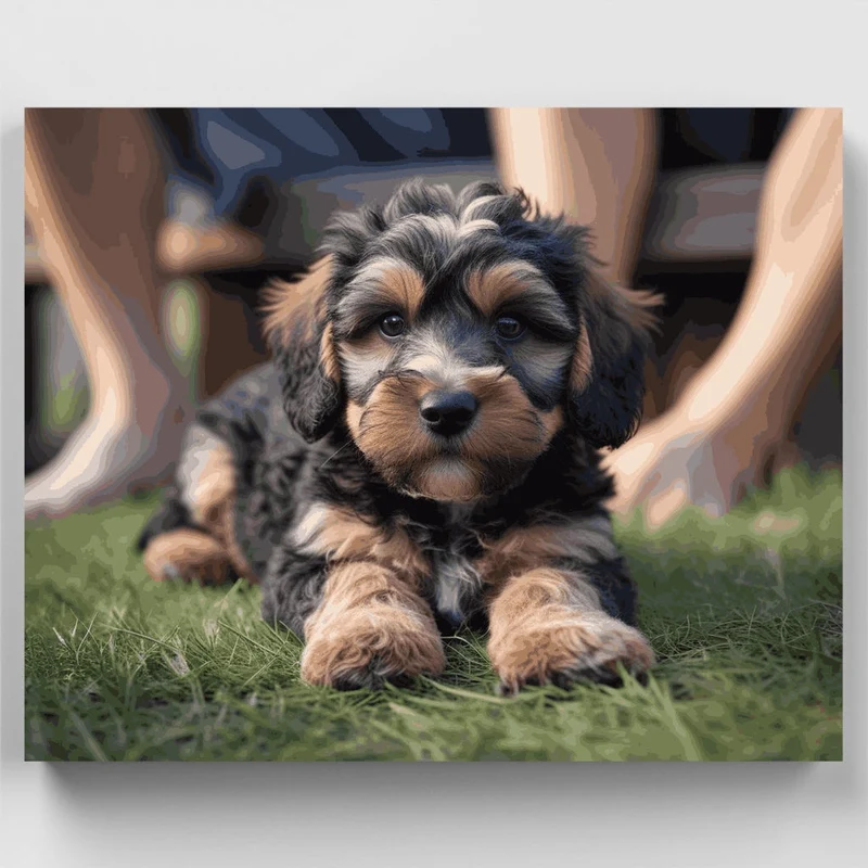 Adorable Cockapoo Puppy - Paint by Numbers Kit