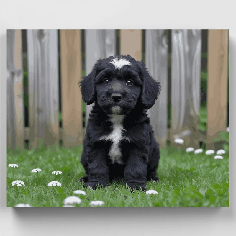 Black Cockapoo Puppy - Paint by Numbers Kit