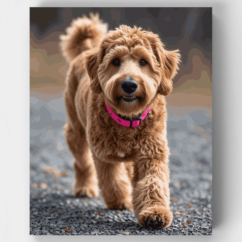 Goldendoodle with Pink Collar - Paint by Numbers Kit