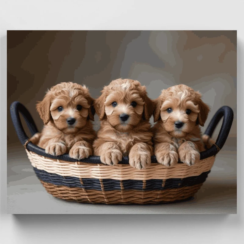 Three Goldendoodle Puppies in a Basket - Paint by Numbers Kit