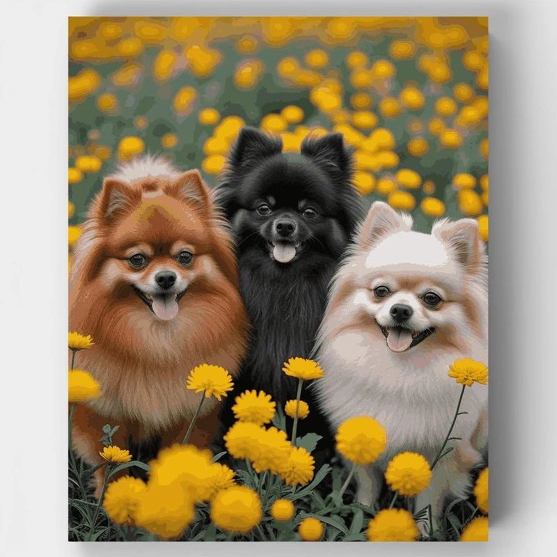 Three Pomeranians in Yellow Flower Field - Paint by Numbers Kit