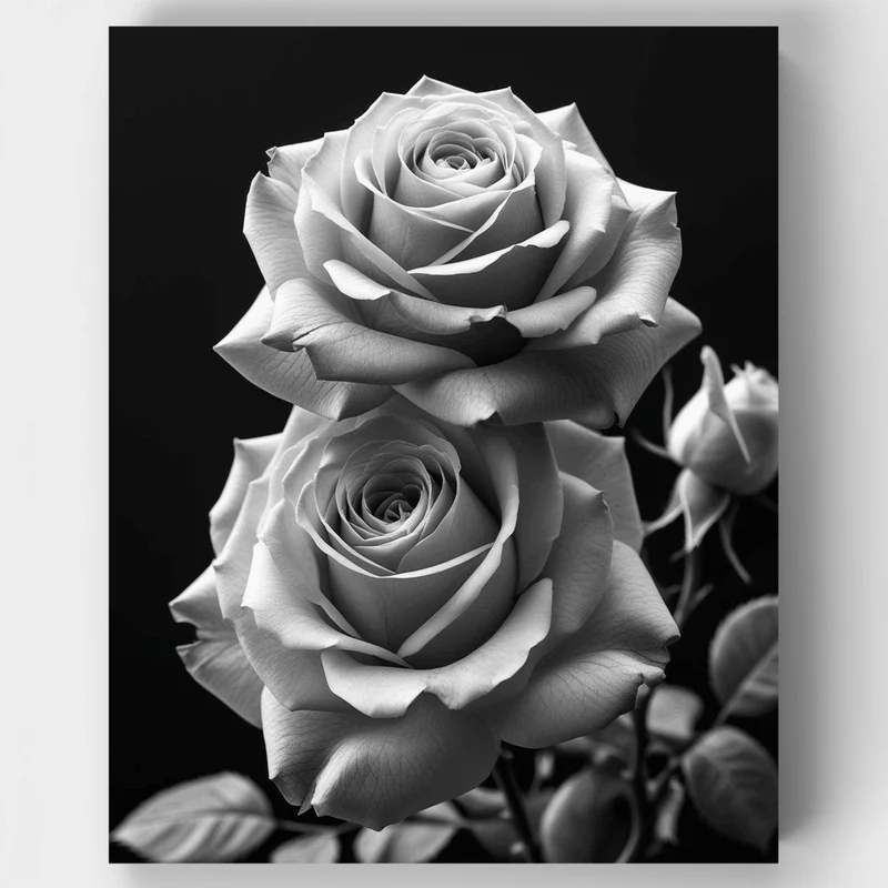 Black and White Roses - Paint by Numbers Kit
