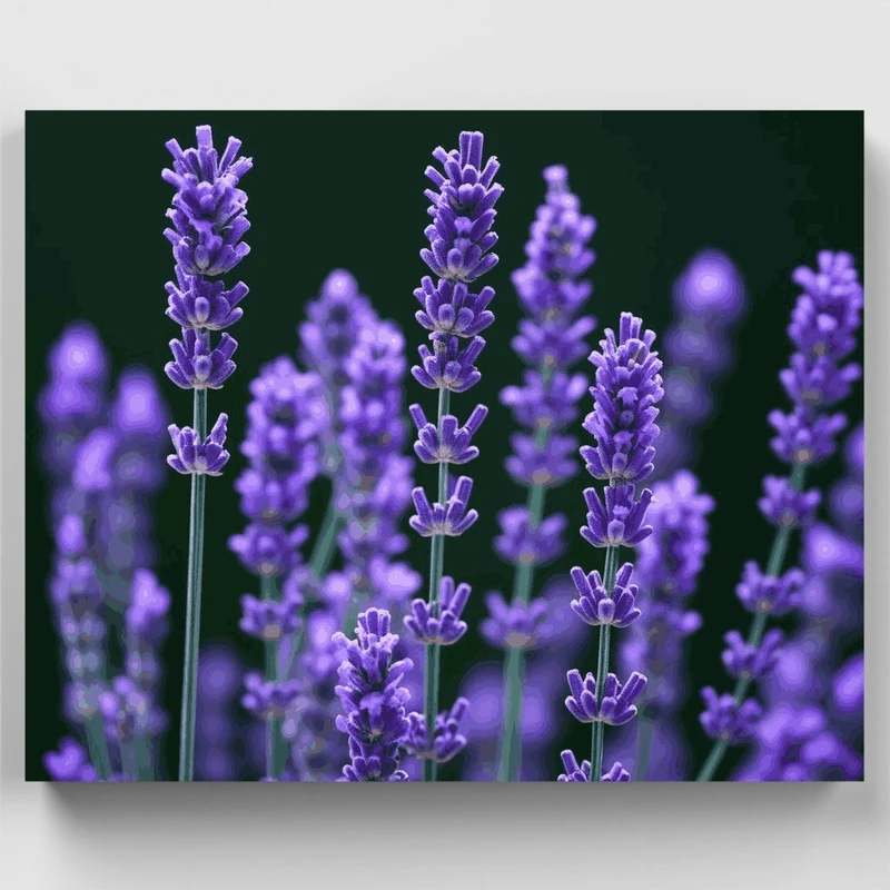 Purple Lavender Flowers - Paint by Numbers Kit