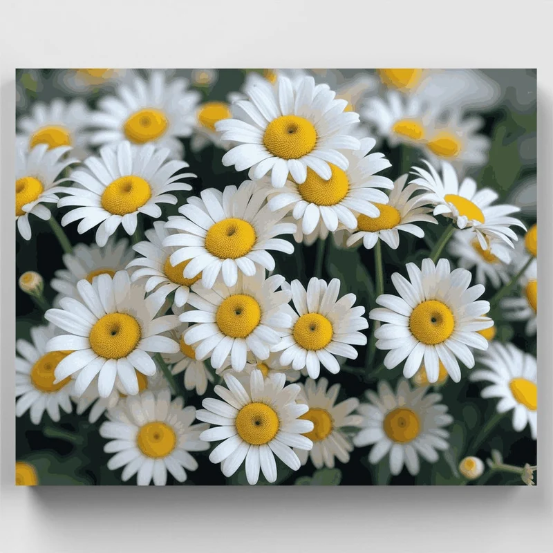 White Daisies Garden - Paint by Numbers Kit