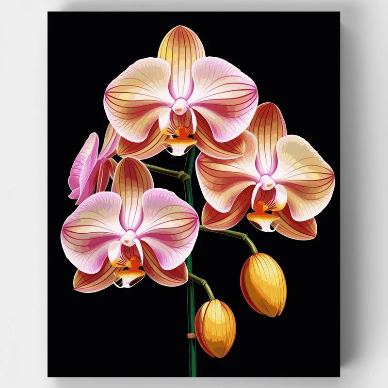Elegant Orchid Blooms Black Background - Paint by Numbers Kit