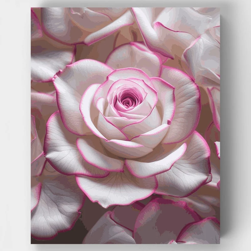 Elegant Pink-Edged Rose - Paint by Numbers Kit