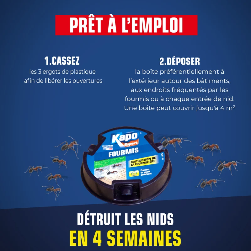 Boite fourmis